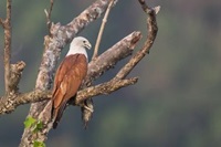 Brahminy Kite