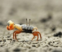 Fiddler crabs