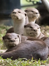 Smooth-coated Otter